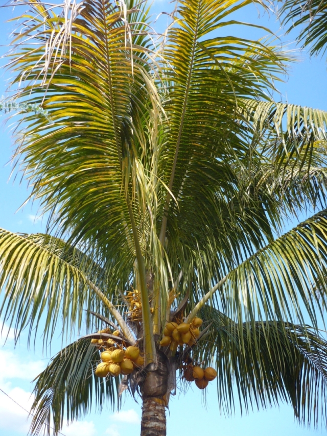 Lacaseafoule, un Gîte de la Réunion : Vue sur les palmier