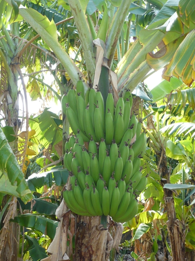 Lacaseafoule, un Gîte de la Réunion : Regime de bananes