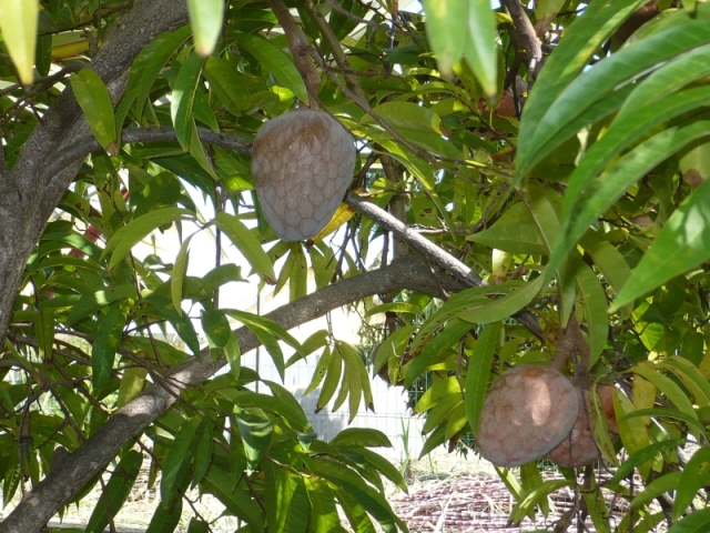 Lacaseafoule, un Gîte de la Réunion : fruit Coeur de boeuf