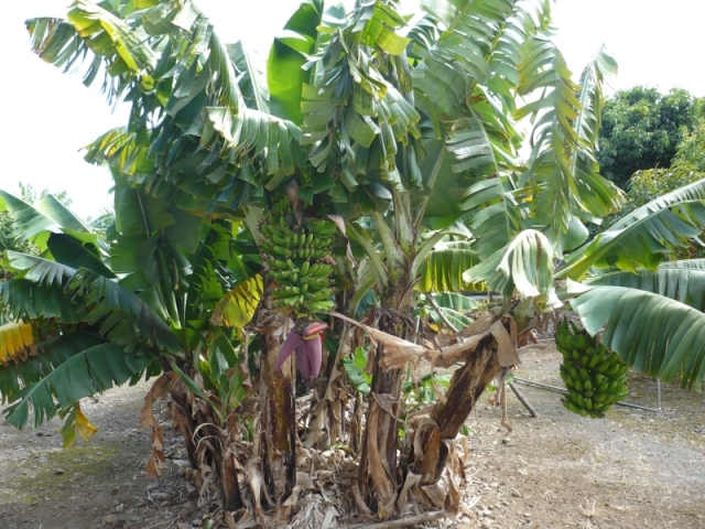 Lacaseafoule, un Gîte de la Réunion : Bananier