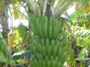 Lacaseafoule, un Gîte de la Réunion : Regime de bananes